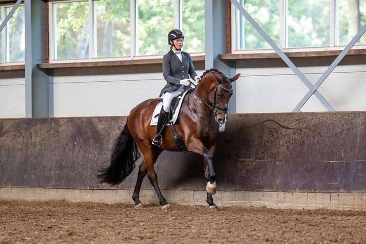 Allround instructie | paardrijles | dressuur | proefgericht, Diensten en Vakmensen, Dieren | Paarden | Verzorging, Oppas en Les