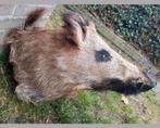 Prachtige opgezette wild zwijn kop zwijnen keiler restaurant, Verzamelen, Dierenverzamelingen, Ophalen of Verzenden, Zo goed als nieuw