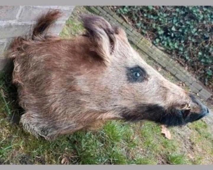Prachtige opgezette wild zwijn kop zwijnen keiler restaurant, Verzamelen, Dierenverzamelingen, Zo goed als nieuw, Gewei of Kop