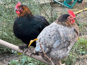 Barnevelder Bleu de lande Sussex Amrock Harco  beschikbaar voor biedingen