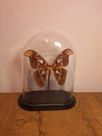 Stolp met atlas moth, Ophalen, Nieuw