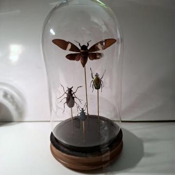 3 kevers + 1 mot onder globe beschikbaar voor biedingen