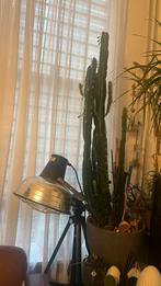 Kamer cactusplant, Ophalen, Minder dan 100 cm