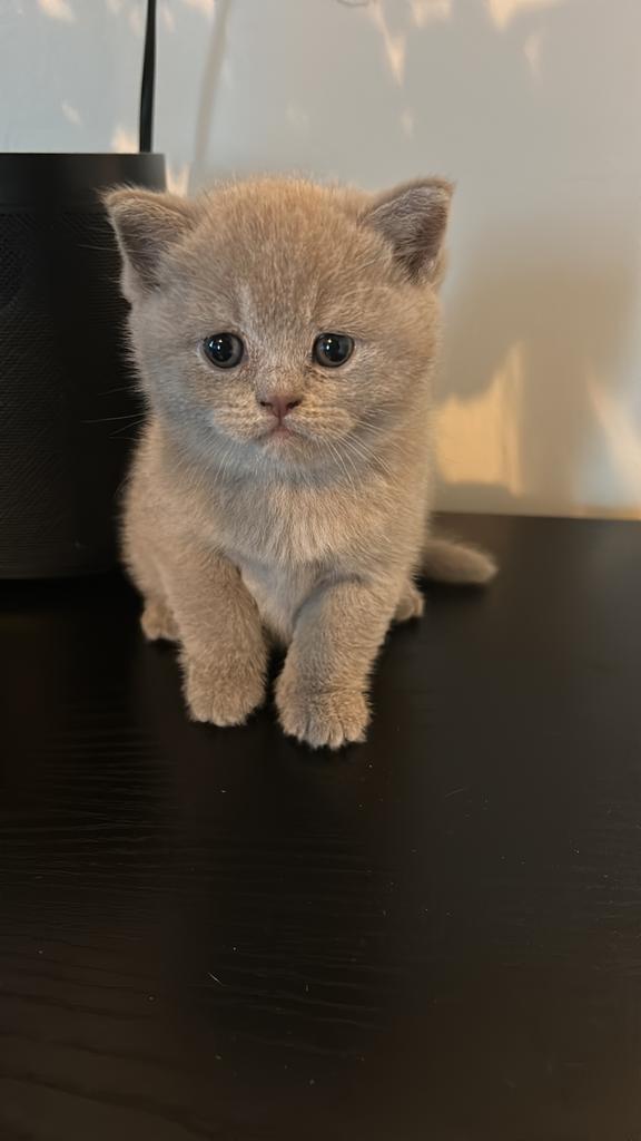britskorthaar kitten, Dieren en Toebehoren, Katten en Kittens | Raskatten | Korthaar, Poes, Met stamboom