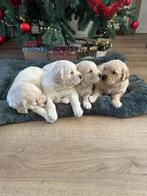 Golden Retriever pups, Golden retriever, CDV (hondenziekte), 8 tot 15 weken, Meerdere