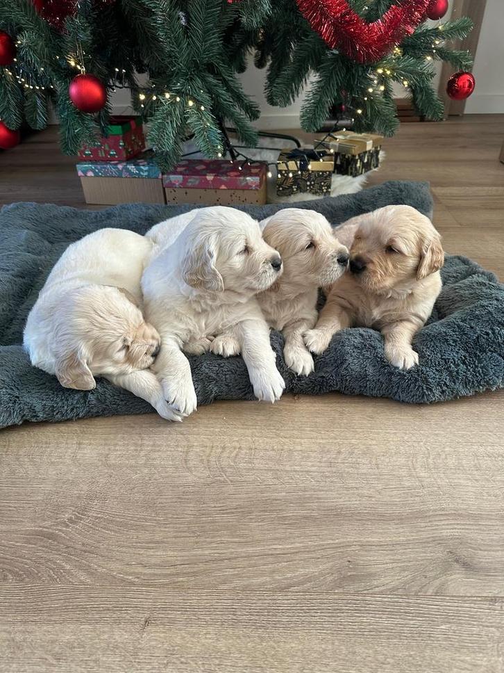 Golden Retriever pups, Dieren en Toebehoren, Honden | Retrievers, Spaniëls en Waterhonden, Meerdere dieren, Golden retriever, Particulier
