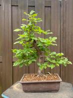 Haagbeuk Yamadori Bonsai – Perfecte om op verder te werken, Tuin en Terras, Planten | Bomen, Ophalen, In pot, Overige soorten
