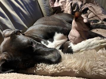 Bullabai teef ( alabai X bully XL ) beschikbaar voor biedingen