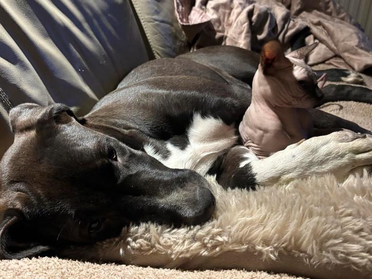 Bullabai teef ( alabai X bully XL ), Dieren en Toebehoren, Honden | Niet-rashonden, Groot, Teef, Particulier, Eén hond, Nederland