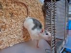 Dumbo ratjes, Dieren en Toebehoren, Rat, Mannelijk, Mei, Tam