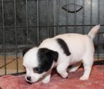 chihuahua x jack russel pups, Nederland, 8 tot 15 weken, Meerdere, Meerdere dieren