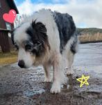 Hond uitlaten, Diensten en Vakmensen, Dieren | Honden | Verzorging, Oppas en Les