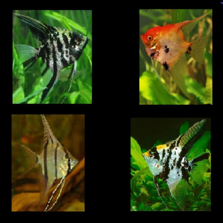 Diverse kleuren maanvissen op voorraad!!!, Dieren en Toebehoren, Vissen | Aquariumvissen, Zoetwatervis, Vis