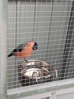 Noorse Major Goudvink 2025, Dieren en Toebehoren, Vogels | Kanaries, Mannelijk, Bastaard