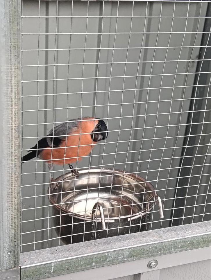 Noorse Major Goudvink 2025, Dieren en Toebehoren, Vogels | Kanaries, Bastaard, Mannelijk