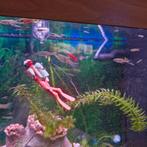 Gratis af te halen...Endler guppy's, Zoetwatervis