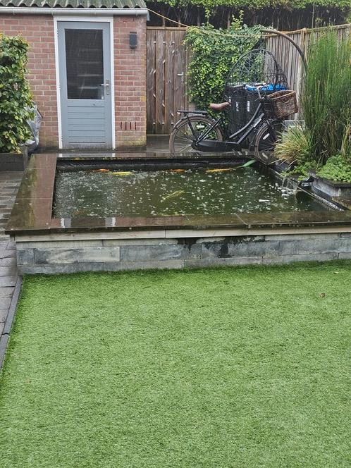 Complete koikarper vijver, Dieren en Toebehoren, Vissen | Vijvervissen, Karper of Koi