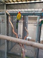 prachtrosella, Dieren en Toebehoren, Vogels | Parkieten en Papegaaien, Mannelijk, Parkiet, Geringd