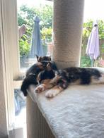 2 kittens met krabpaal en alle toebehoren, Dieren en Toebehoren, Poes, Kortharig, 0 tot 2 jaar