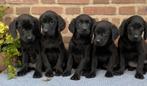 Prachtige LABRADOR x FRIESE STABIJ pups, Dieren en Toebehoren, Honden | Niet-rashonden, Parvo, Nederland, 8 tot 15 weken, Meerdere