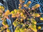Sedum soorten vanaf 0.75 euro per stuk, Ophalen of Verzenden, Overige soorten, Volle zon