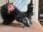 Koppel chabo’s, Dieren en Toebehoren, Meerdere dieren, Kip