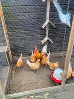 Broed eieren friese hoenders, Dieren en Toebehoren, Pluimvee, Geslacht onbekend, Kip