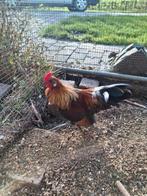 Hollandse kriel haan, Dieren en Toebehoren, Pluimvee, Mannelijk, Kip