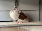 Oliebonte gaditano duivin, Dieren en Toebehoren, Vogels | Duiven, Kropper