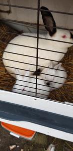 Lieve konijntjes, Dieren en Toebehoren, Konijnen, Meerdere dieren, Groot, 0 tot 2 jaar