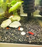 Bloody Mary garnalen (mooi rood) | Neocaridina, Dieren en Toebehoren, Vissen | Aquariumvissen, Kreeft, Krab of Garnaal, Zoetwatervis