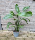 Kamerplant Strelitzia Nicolai - Paradijsvogelplant ca. 1m, Huis en Inrichting, Kamerplanten, Ophalen, Overige soorten, In pot