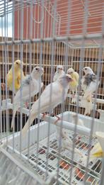 Kanarie, Dieren en Toebehoren, Vogels | Kanaries, Meerdere dieren, Kleurkanarie