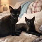 Twee prachtige broertjes, Dieren en Toebehoren, Katten en Kittens | Overige Katten, Kater