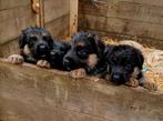 Duitse herder pups, Dieren en Toebehoren, Rabiës (hondsdolheid), 8 tot 15 weken, Meerdere, Meerdere dieren
