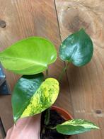 Monstera deliciosa variegata plant aurea yellow lemon, Huis en Inrichting, Ophalen of Verzenden, Halfschaduw, Minder dan 100 cm