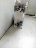 Ragdoll X Europese, Dieren en Toebehoren, Katten en Kittens | Raskatten | Langhaar, Kater