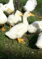 5 Oud-Hollandse kuifeend kuikens, Dieren en Toebehoren, Pluimvee, Meerdere dieren, Kip