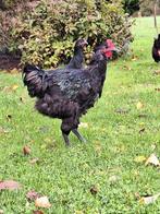 Zwarte Jersey Giant haan te koop., Dieren en Toebehoren, Pluimvee, Mannelijk, Kip