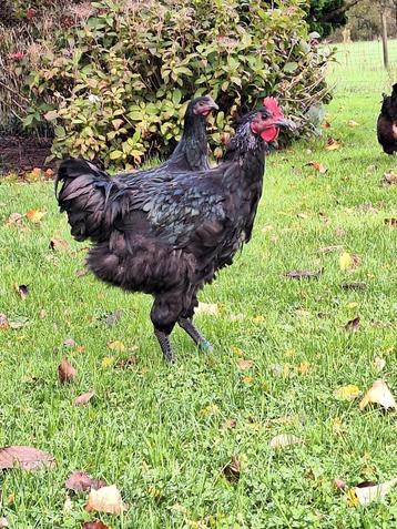 Zwarte Jersey Giant haan te koop. beschikbaar voor biedingen