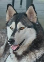 Herplaatser Husky teefje, Dieren en Toebehoren, Honden | Poolhonden, Keeshonden en Oertypen, Teef, Poolhond, Eén hond, 3 tot 5 jaar