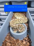 Pewter th puzzle dg hypo!! Ball python male 2022, Dieren en Toebehoren, Reptielen en Amfibieën, Slang