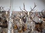 Longhorn, edelhert, ram, damhert, ree, stier, geit schedels!, Ophalen of Verzenden, Zo goed als nieuw, Wild dier, Schedel