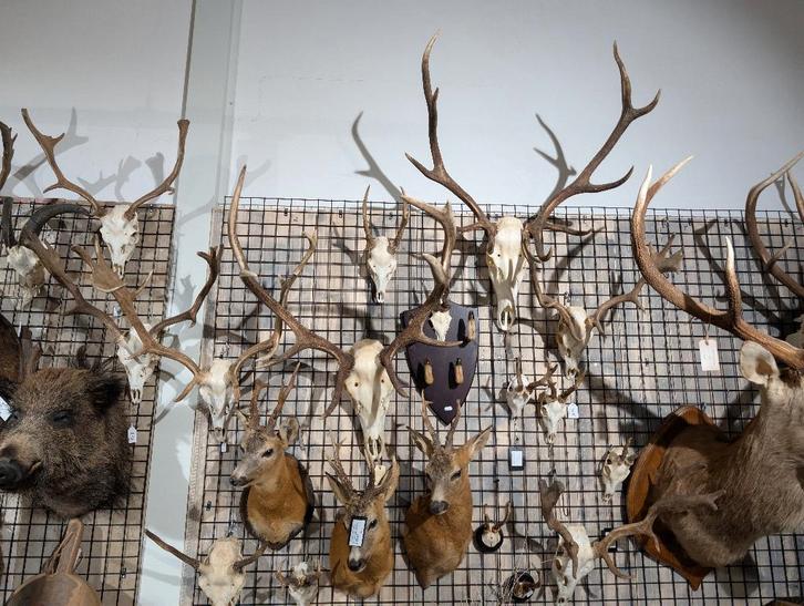 Longhorn, edelhert, ram, damhert, ree, stier, geit schedels!, Verzamelen, Dierenverzamelingen, Zo goed als nieuw, Schedel, Wild dier