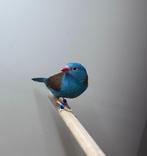 Blauwkop blauwfazantje, Dieren en Toebehoren, Vogels | Overige Vogels, Mannelijk