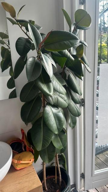 Ficus elastica Rubberplant 1.80 m - 1.90 beschikbaar voor biedingen