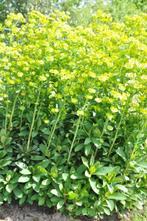 Vaste plant, wolfsmelk euphorbia, Tuin en Terras, Planten | Tuinplanten, Ophalen, Bodembedekkers, Vaste plant, Halfschaduw