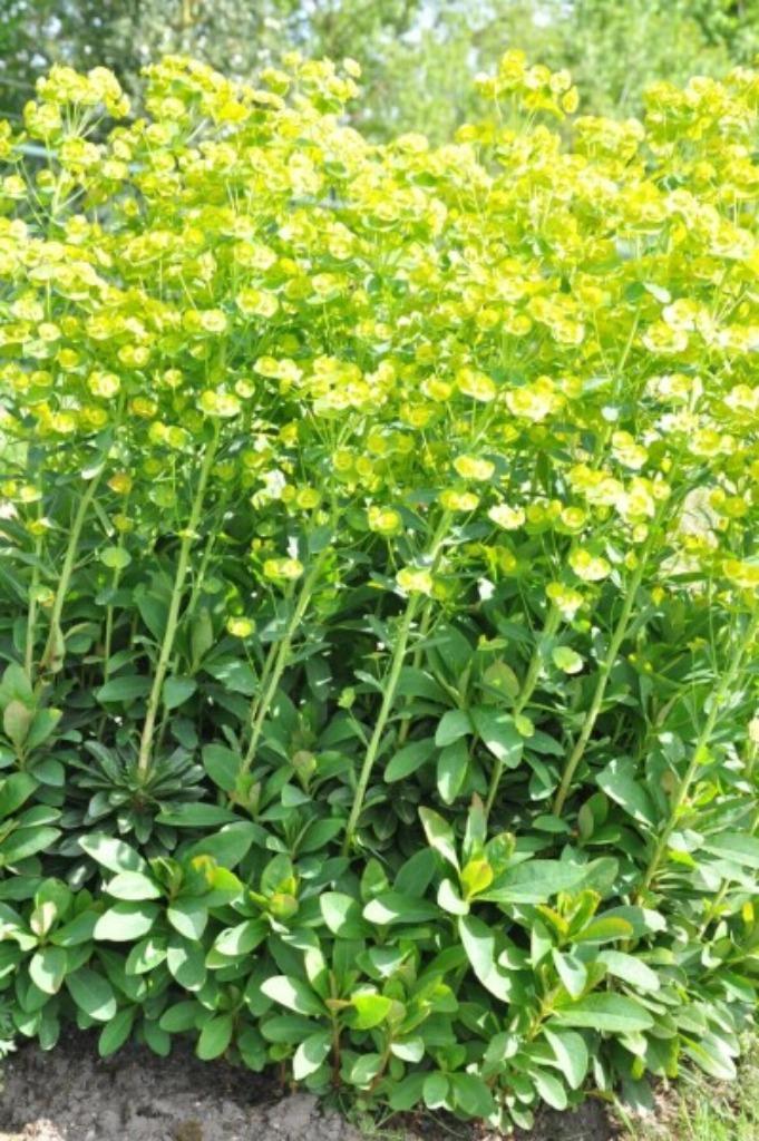 Vaste plant, wolfsmelk euphorbia, Tuin en Terras, Planten | Tuinplanten, Vaste plant, Bodembedekkers, Halfschaduw, Lente, Ophalen