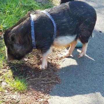 Minie varkens noodkreed gratis beschikbaar voor biedingen