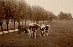 Leerbroek - Koeien in weiland - Melker, Verzamelen, Ansichtkaarten | Nederland, Ophalen of Verzenden, Voor 1920, Gelopen, Zuid-Holland